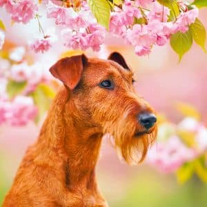 Muurkalender Dogs 2024 - Mei
