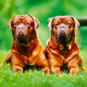 Muurkalender Dogs 2024 - September