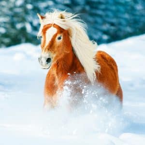 Muurkalender Horses 2024 - Februari