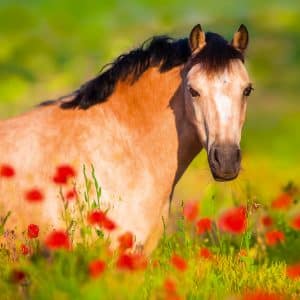 Muurkalender Horses 2024 - Mei
