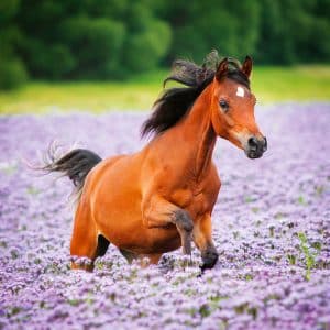 Muurkalender Horses 2024 - Juli