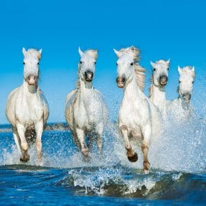 Muurkalender Horses 2024 - Augustus