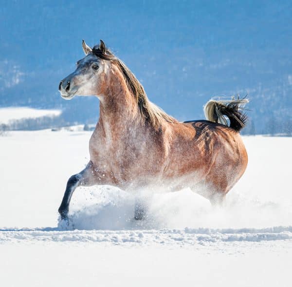 Muurkalender Horses 2024 - December