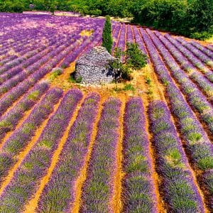 Kalender Provence 2024 - Juni