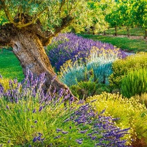 Kalender Provence 2024 - Juli