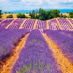 Kalender Provence 2024 - Augustus