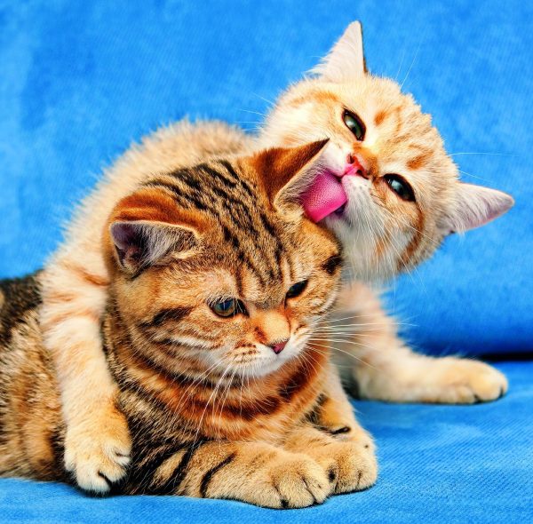 Muurkalender Cats 2026 - februari