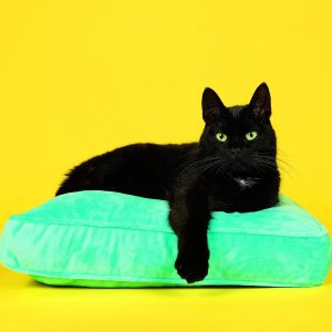 Muurkalender Cats 2026 - maart