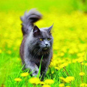 Muurkalender Cats 2026 - mei