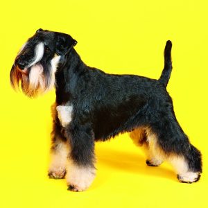 Muurkalender Dogs 2026 - februari