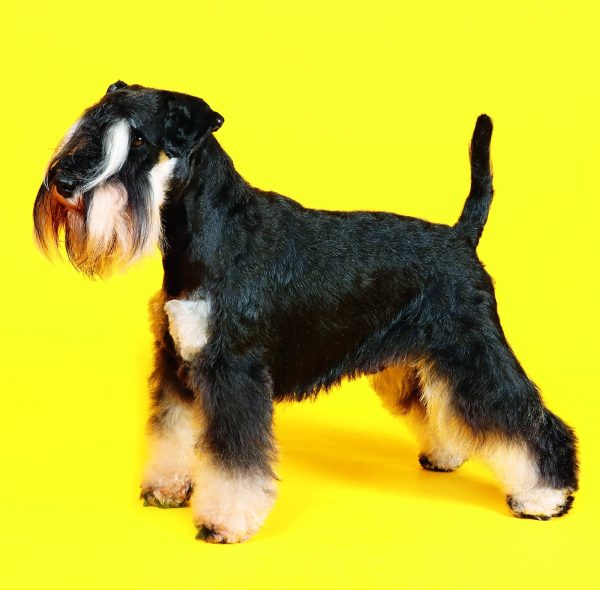 Muurkalender Dogs 2026 - februari