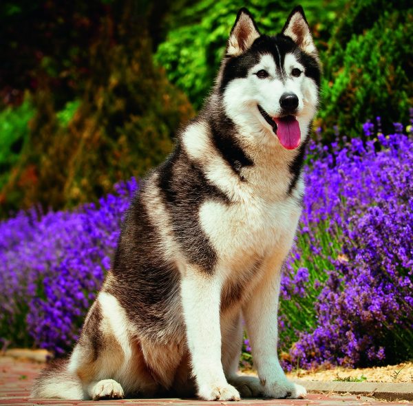Muurkalender Dogs 2026 - augustus