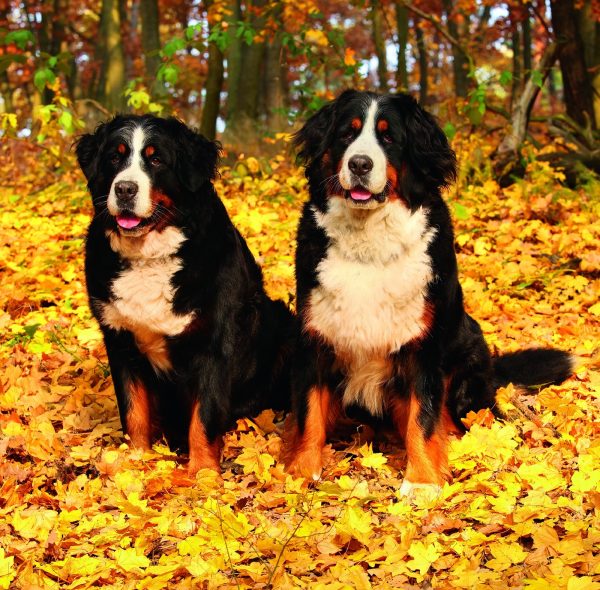 Muurkalender Dogs 2026 - oktober