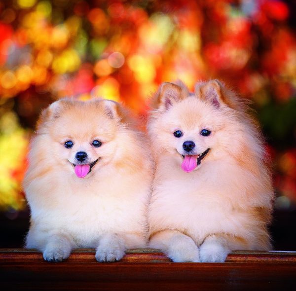 Muurkalender Dogs 2026 - november
