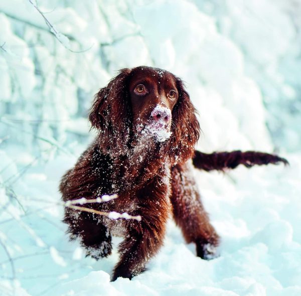 Muurkalender Dogs 2026 - december