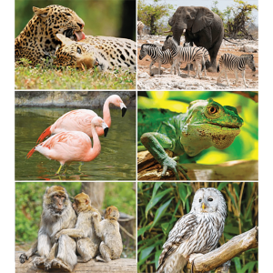 Muurkalender Wildlife 2026 - Afbeeldingen