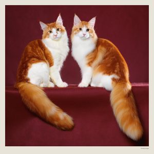Muurkalender Cats 2027 - Februari