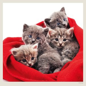 Muurkalender Cats 2027 - Maart