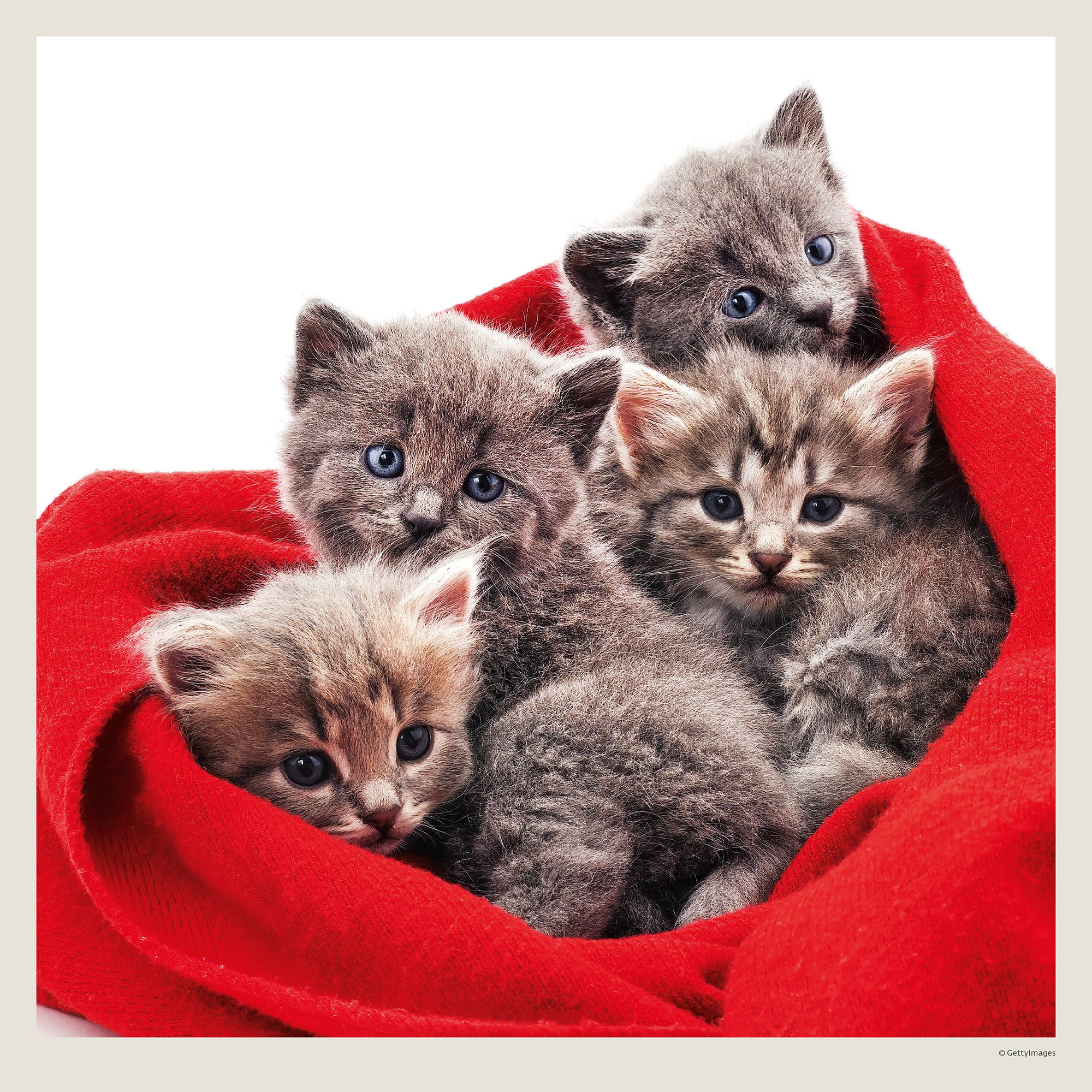Muurkalender Cats 2027 - Maart