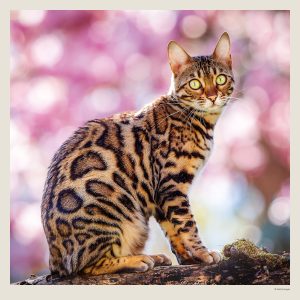 Muurkalender Cats 2027 - April