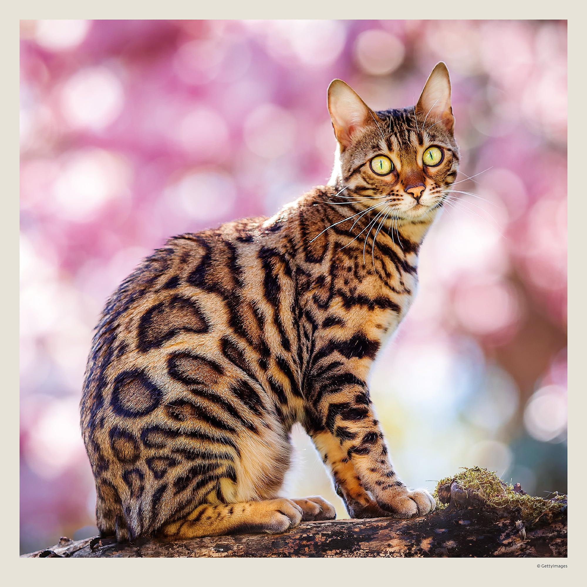Muurkalender Cats 2027 - April