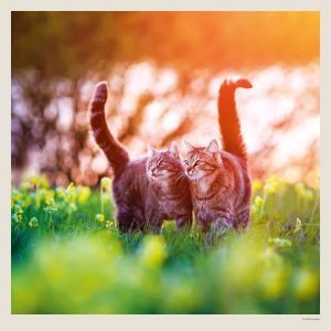 Muurkalender Cats 2027 - Mei