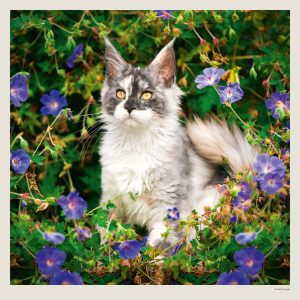 Muurkalender Cats 2027 - Juni