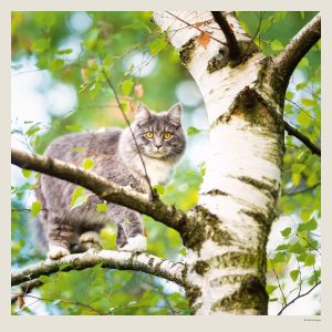 Muurkalender Cats 2027 - Juli