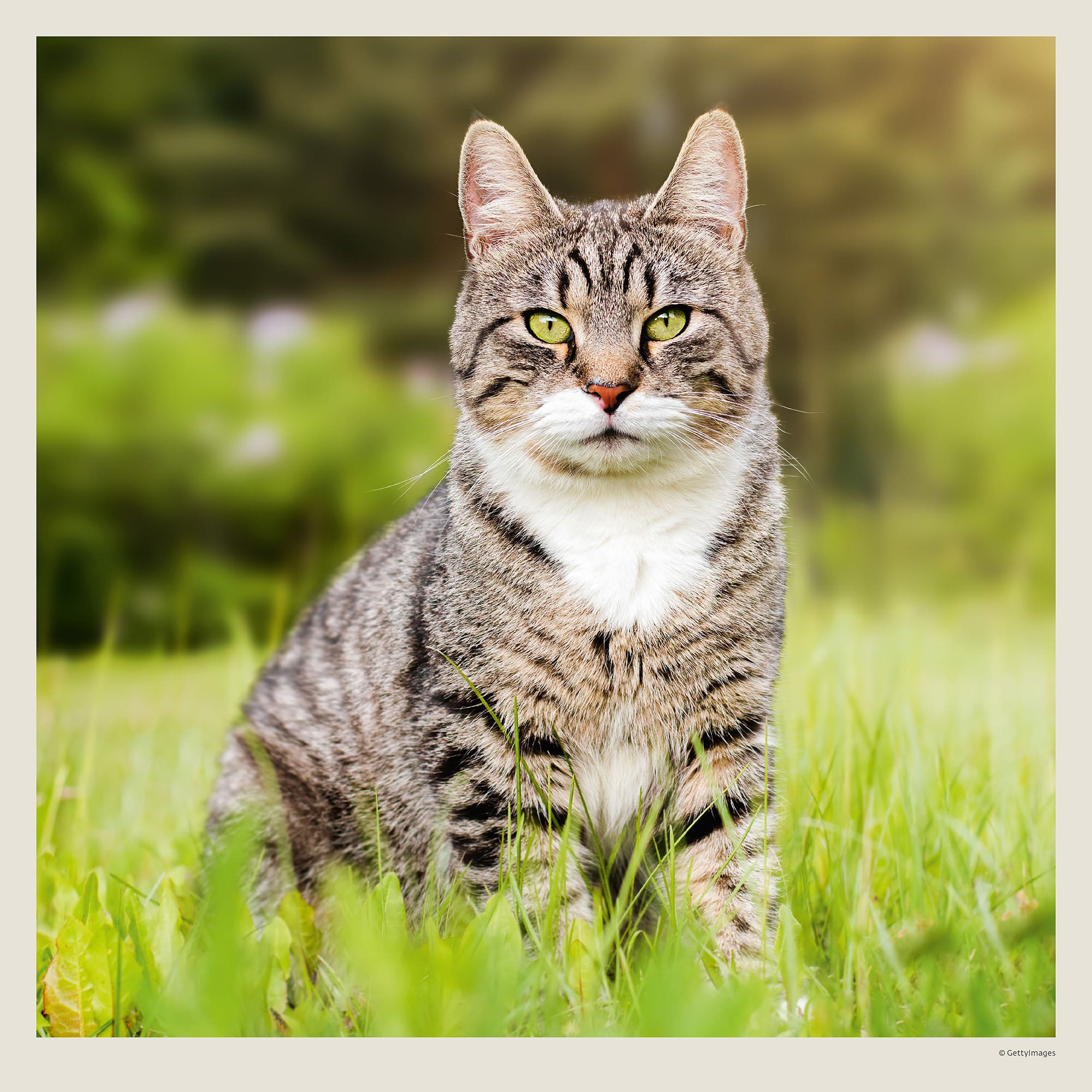 Muurkalender Cats 2027 - Augustus