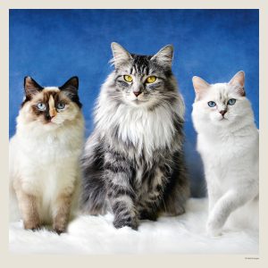 Muurkalender Cats 2027 - September