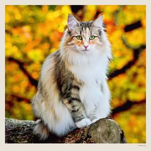 Muurkalender Cats 2027 - Oktober