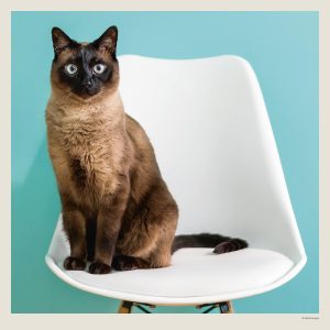 Muurkalender Cats 2027 - November