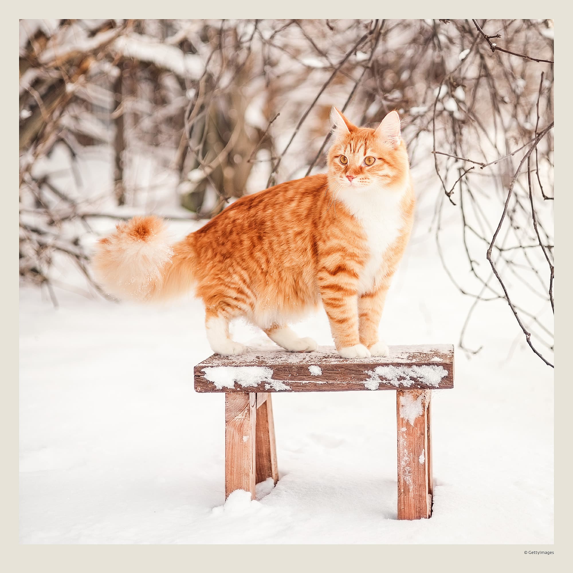 Muurkalender Cats 2027 - December