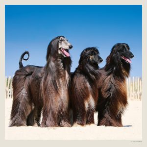 Muurkalender Dogs 2027 - Februari