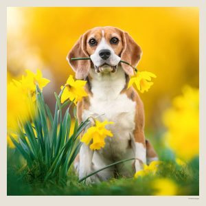 Muurkalender Dogs 2027 - Maart