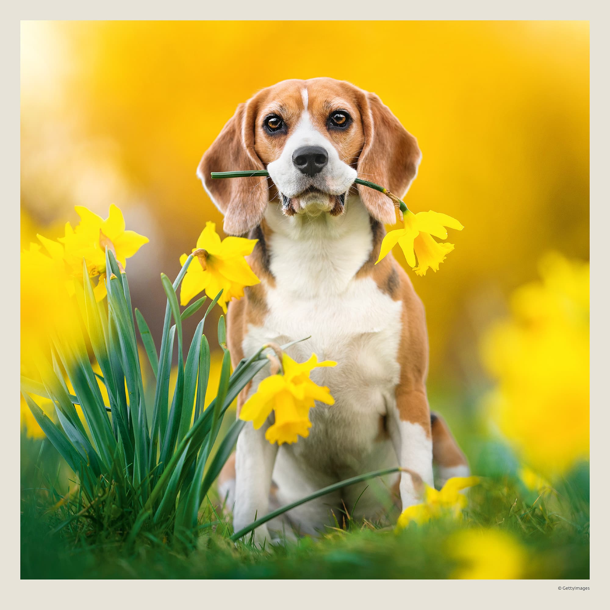 Muurkalender Dogs 2027 - Maart