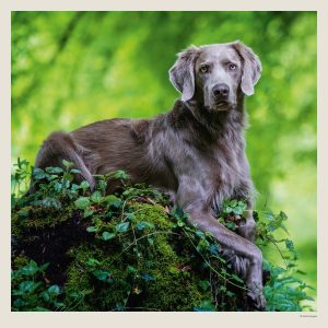 Muurkalender Dogs 2027 - April