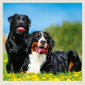 Muurkalender Dogs 2027 - Mei
