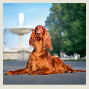 Muurkalender Dogs 2027 - Juni