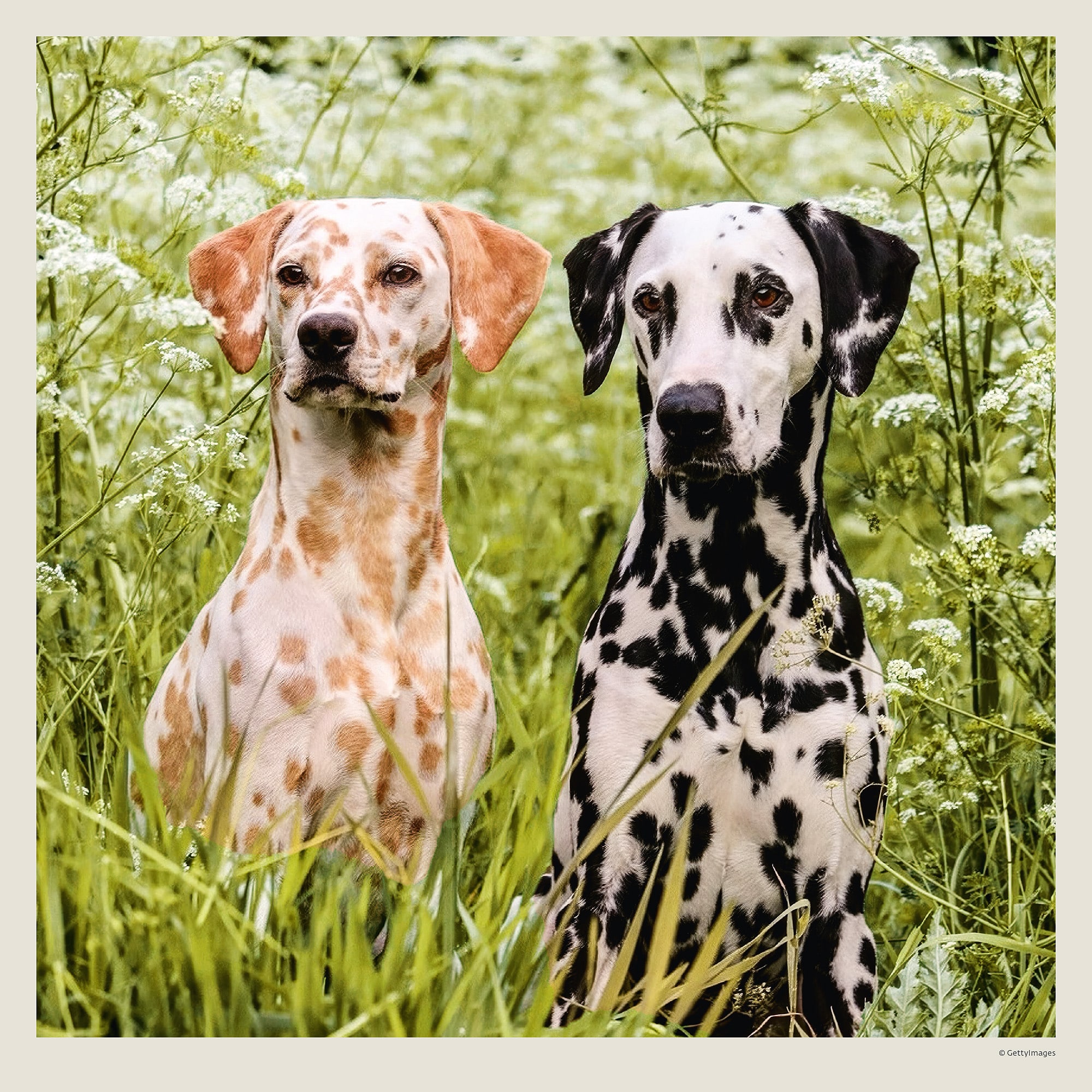 Muurkalender Dogs 2027 - Juli