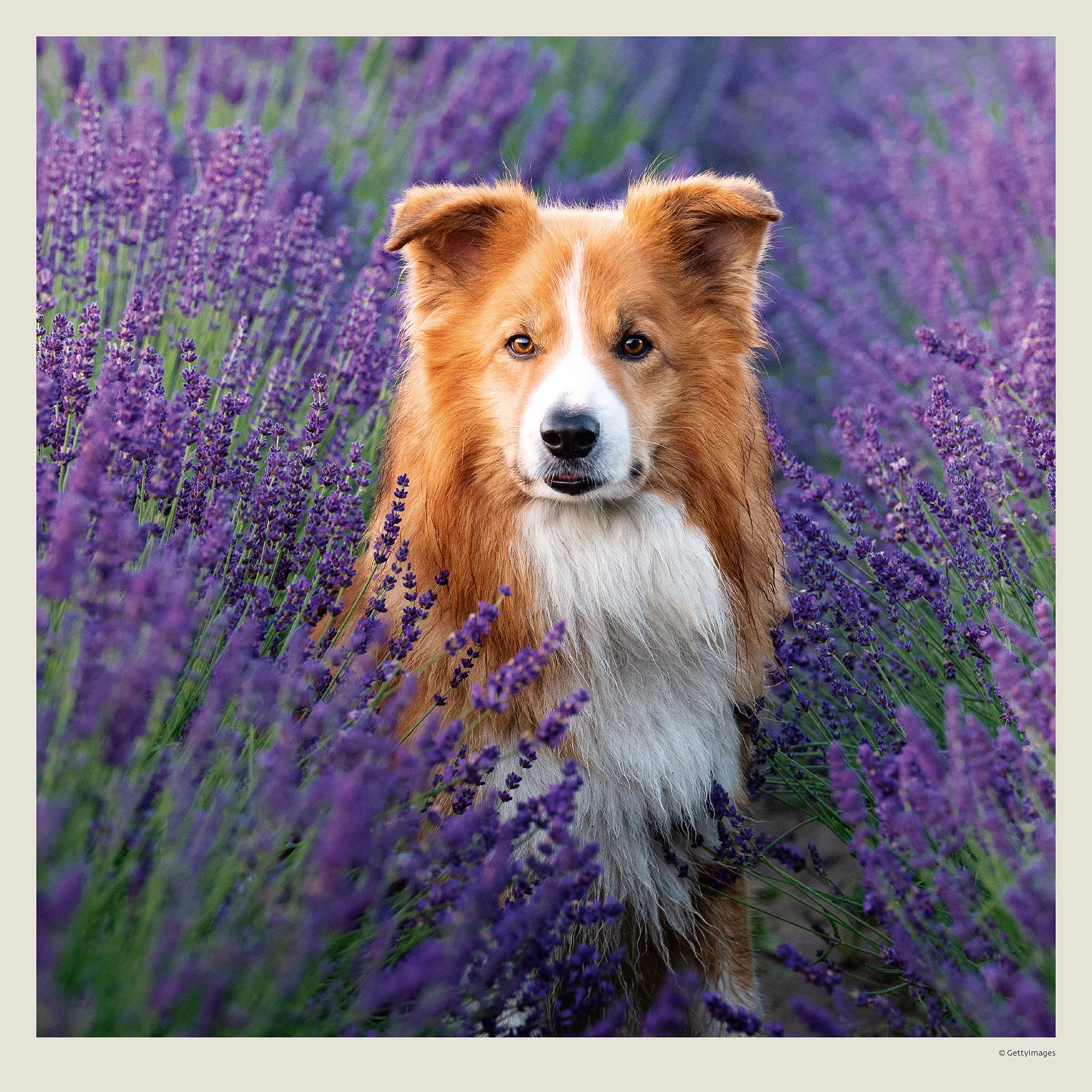 Muurkalender Dogs 2027 - Augustus