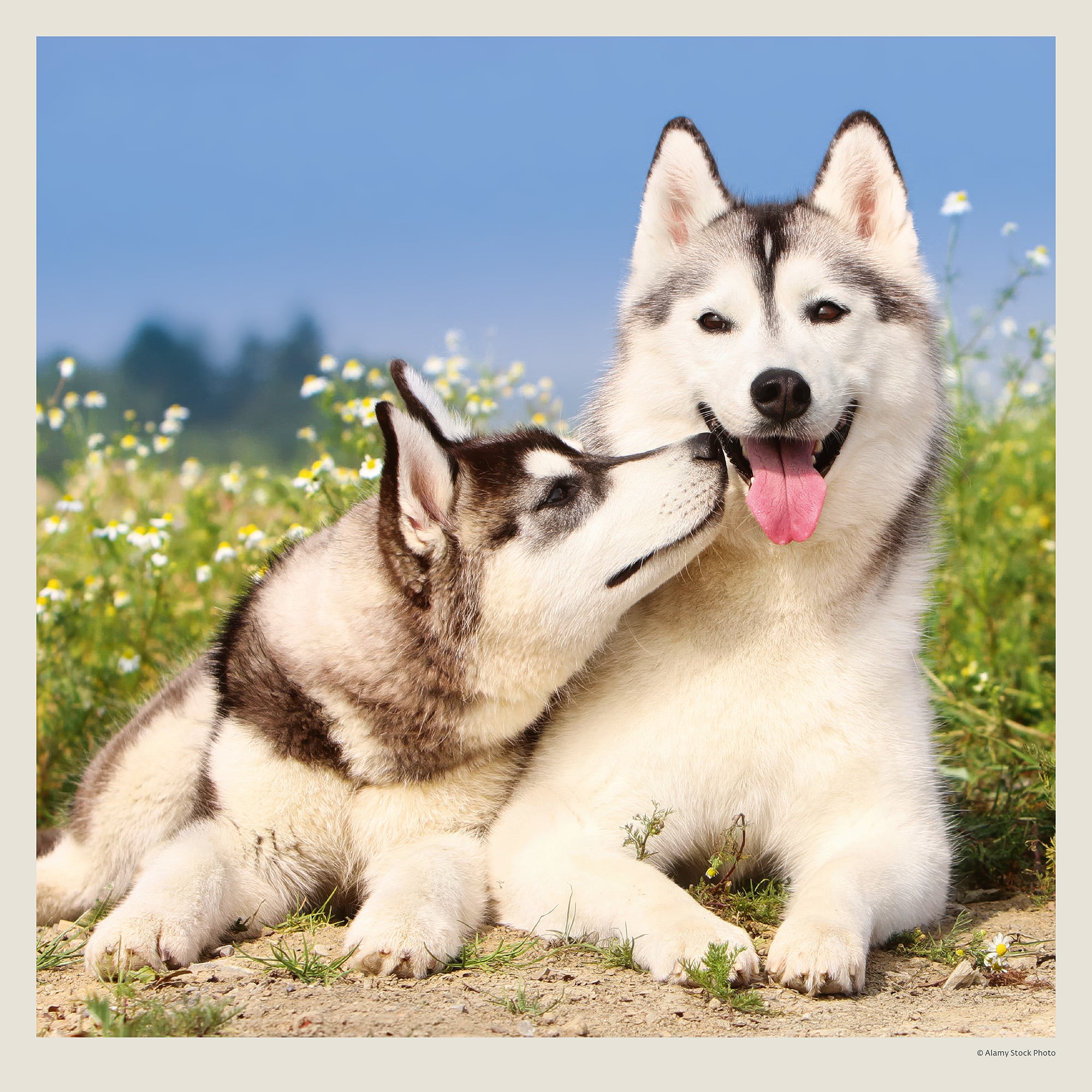 Muurkalender Dogs 2027 - September