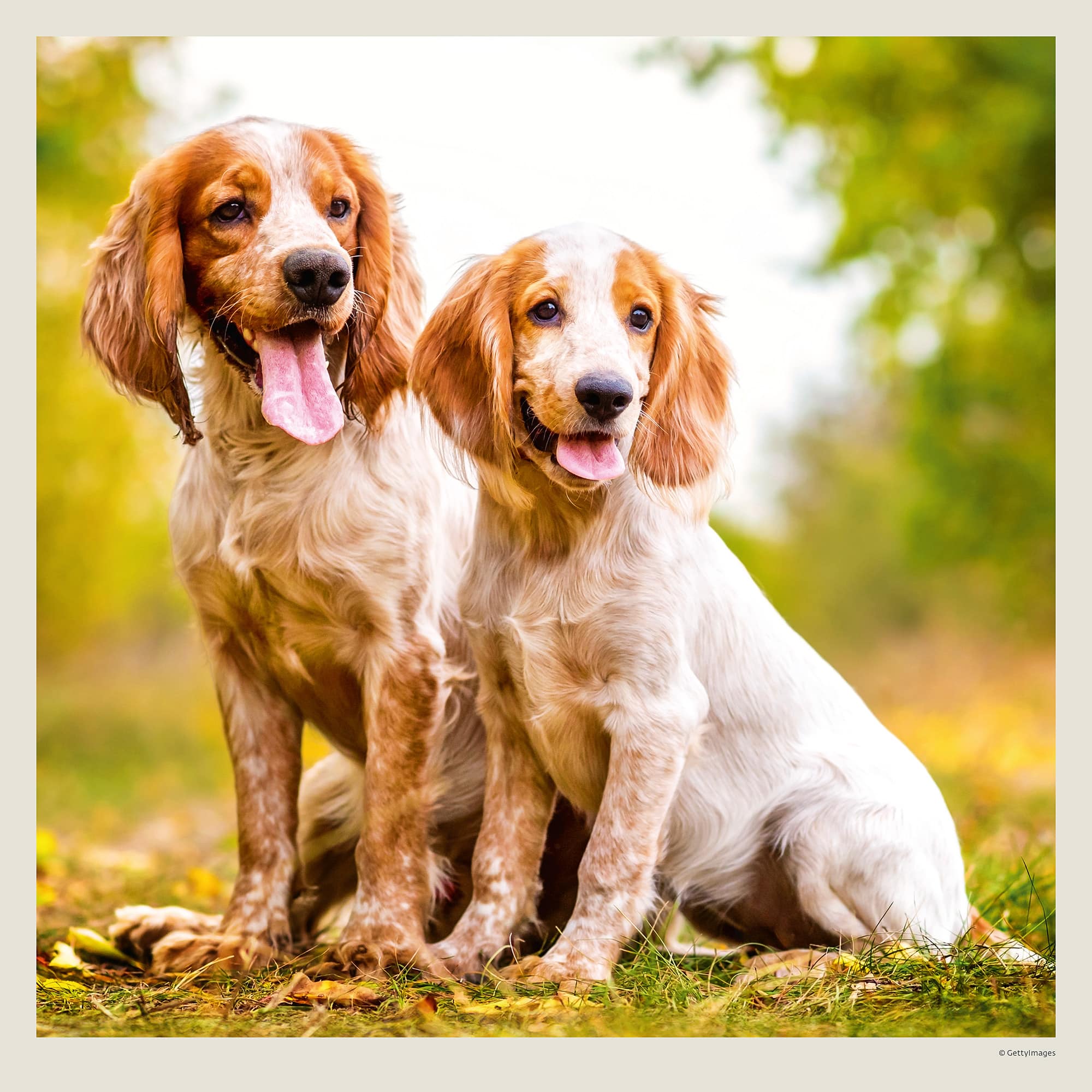 Muurkalender Dogs 2027 - Oktober