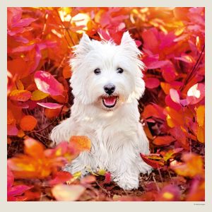 Muurkalender Dogs 2027 - November