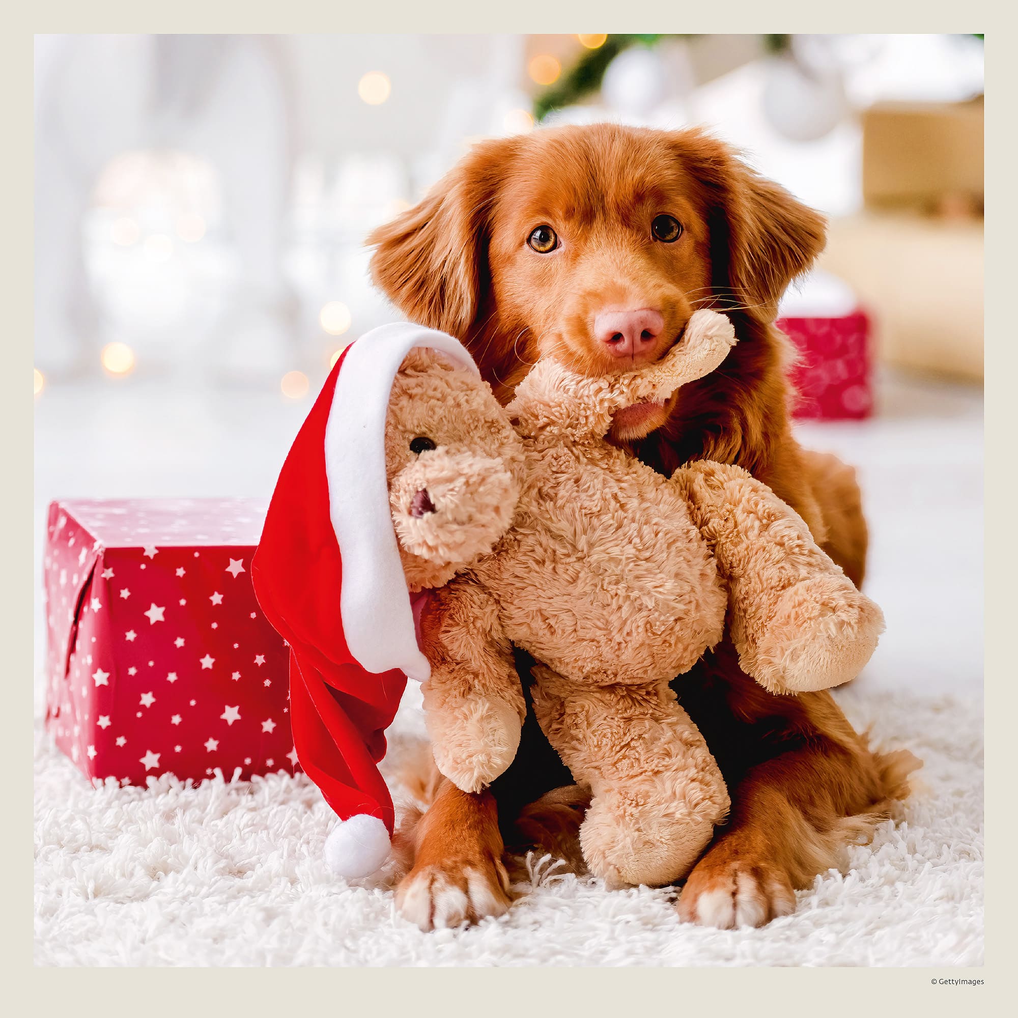 Muurkalender Dogs 2027 - December