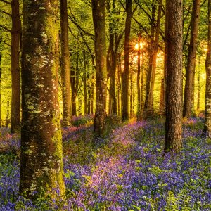 Muurkalender Nature Emotions 2027 - Mei
