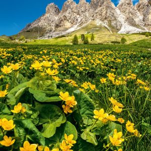 Muurkalender Nature Emotions 2027 - Juni