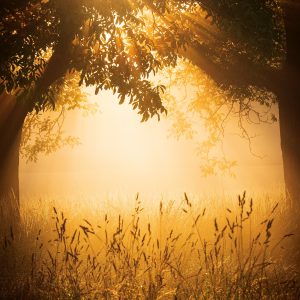 Muurkalender Nature Emotions 2027 - Augustus