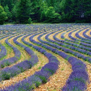 Muurkalender Provence 2027 - April