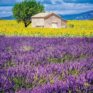 Muurkalender Provence 2027 - Mei